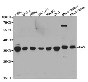 Western blot - HAX1 Antibody from Signalway Antibody (32902) - Antibodies.com