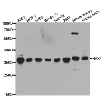 Western blot - HAX1 Antibody from Signalway Antibody (32902) - Antibodies.com