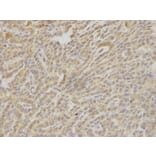 Immunohistochemistry - HAX1 Antibody from Signalway Antibody (32902) - Antibodies.com