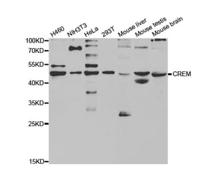 Western blot - CREM Antibody from Signalway Antibody (32929) - Antibodies.com