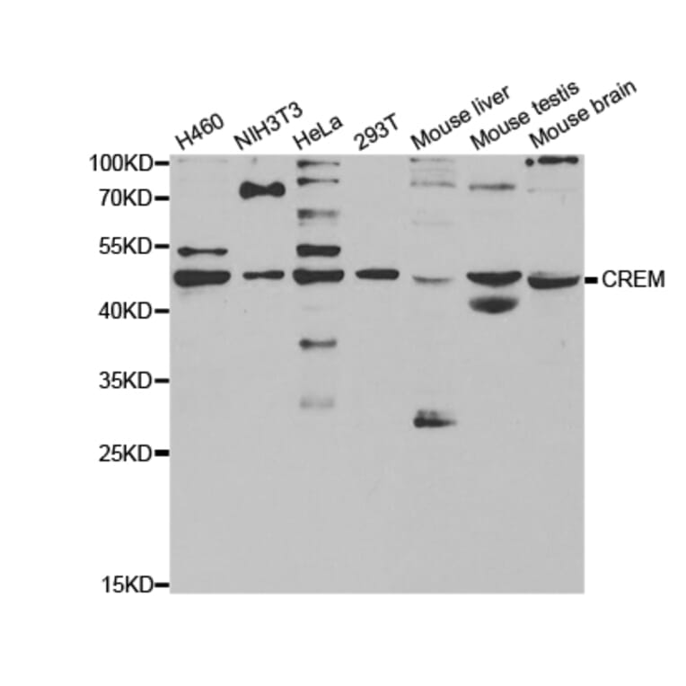 Western blot - CREM Antibody from Signalway Antibody (32929) - Antibodies.com