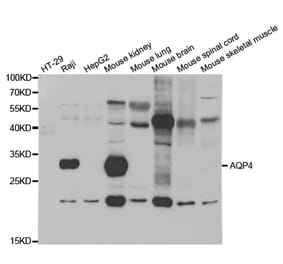 Western blot - AQP4 Antibody from Signalway Antibody (32960) - Antibodies.com