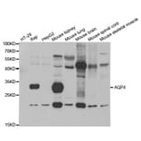 Western blot - AQP4 Antibody from Signalway Antibody (32960) - Antibodies.com