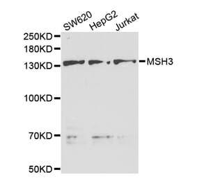 Western blot - MSH3 Antibody from Signalway Antibody (32971) - Antibodies.com