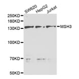 Western blot - MSH3 Antibody from Signalway Antibody (32971) - Antibodies.com