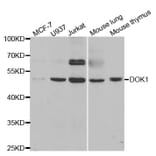 Western blot - DOK1 Antibody from Signalway Antibody (32974) - Antibodies.com