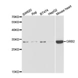 Western blot - GRB2 Antibody from Signalway Antibody (32976) - Antibodies.com