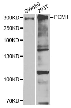 Western blot analysis of extracts of various cell lines, using PCM1 antibody.