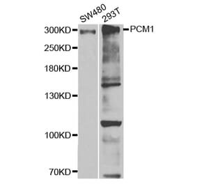 Western blot - PCM1 Antibody from Signalway Antibody (32982) - Antibodies.com