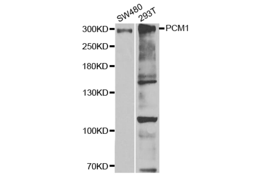 Western blot - PCM1 Antibody from Signalway Antibody (32982) - Antibodies.com