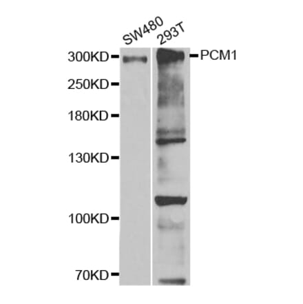 Western blot - PCM1 Antibody from Signalway Antibody (32982) - Antibodies.com