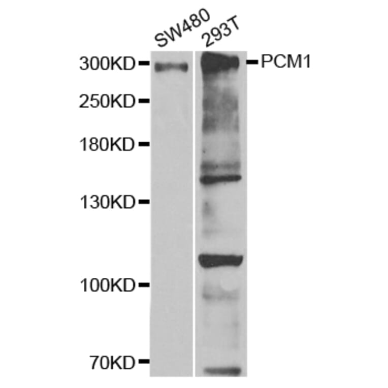 Western blot - PCM1 Antibody from Signalway Antibody (32982) - Antibodies.com