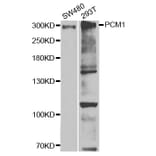 Western blot - PCM1 Antibody from Signalway Antibody (32982) - Antibodies.com