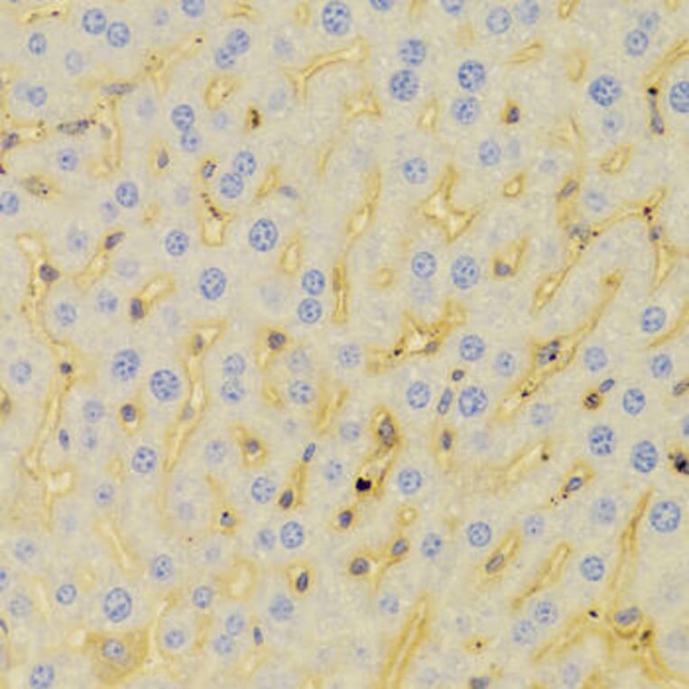Immunohistochemistry - PCM1 Antibody from Signalway Antibody (32982) - Antibodies.com