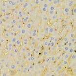 Immunohistochemistry - PCM1 Antibody from Signalway Antibody (32982) - Antibodies.com