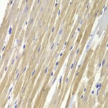 Immunohistochemistry - GPD1 Antibody from Signalway Antibody (32990) - Antibodies.com