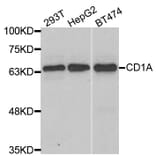 Western blot - CD1A Antibody from Signalway Antibody (32993) - Antibodies.com
