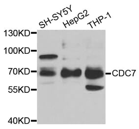 Western blot - CDC7 Antibody from Signalway Antibody (33004) - Antibodies.com