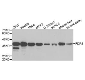 Western blot - FDPS Antibody from Signalway Antibody (33010) - Antibodies.com