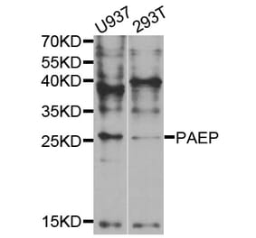 Western blot - PAEP Antibody from Signalway Antibody (33016) - Antibodies.com