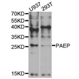 Western blot - PAEP Antibody from Signalway Antibody (33016) - Antibodies.com