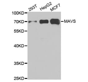 Western blot - MAVS Antibody from Signalway Antibody (33026) - Antibodies.com