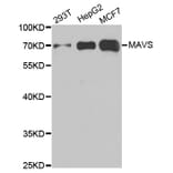 Western blot - MAVS Antibody from Signalway Antibody (33026) - Antibodies.com