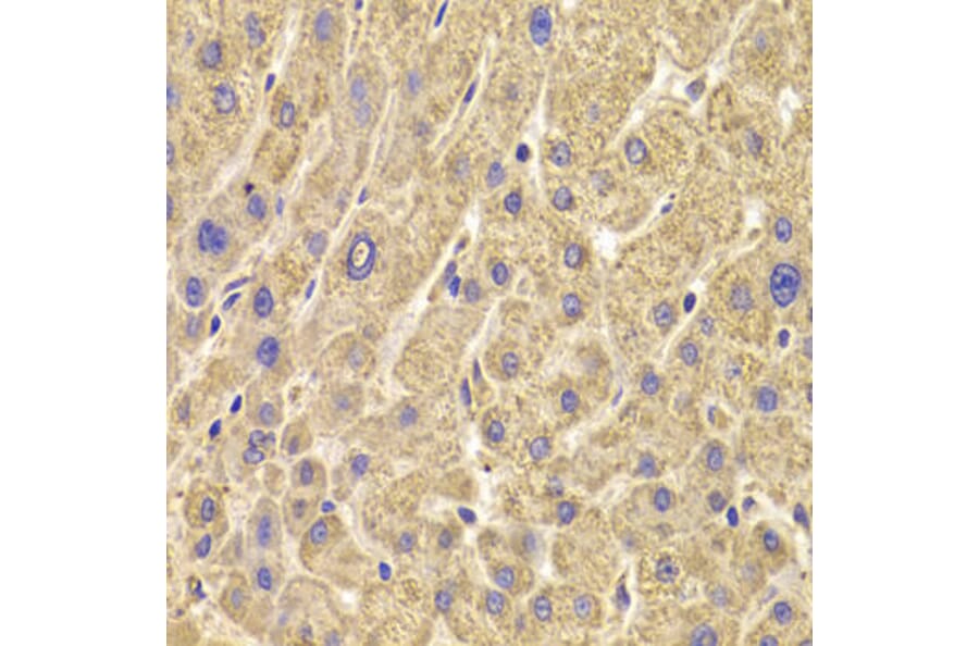 Immunohistochemistry - PEX5 Antibody from Signalway Antibody (33042) - Antibodies.com