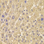 Immunohistochemistry - PEX5 Antibody from Signalway Antibody (33042) - Antibodies.com