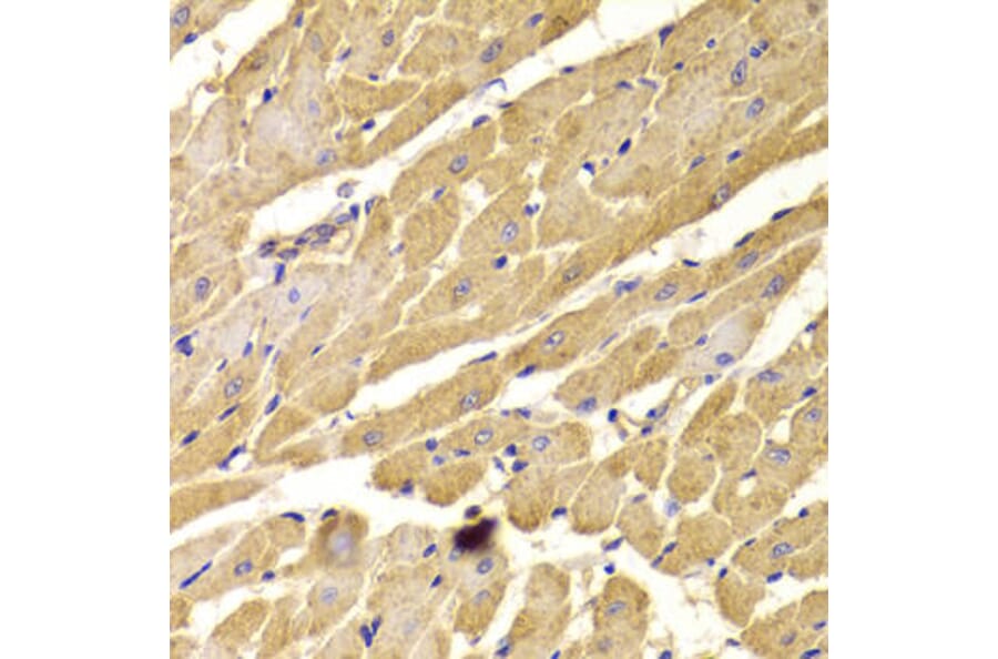 Immunohistochemistry - PEX5 Antibody from Signalway Antibody (33042) - Antibodies.com