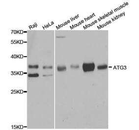 Western blot - ATG3 Antibody from Signalway Antibody (33057) - Antibodies.com