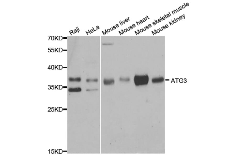 Western blot - ATG3 Antibody from Signalway Antibody (33057) - Antibodies.com