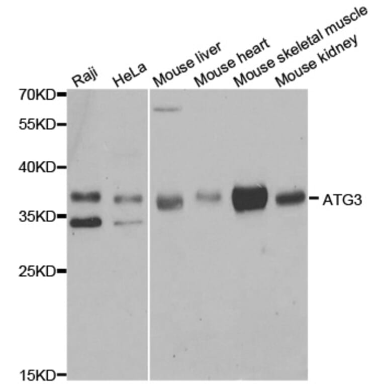 Western blot - ATG3 Antibody from Signalway Antibody (33057) - Antibodies.com