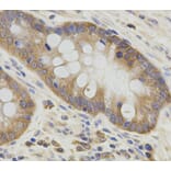 Immunohistochemistry - ATG3 Antibody from Signalway Antibody (33057) - Antibodies.com