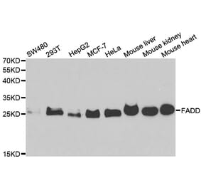 Western blot - FADD Antibody from Signalway Antibody (33065) - Antibodies.com