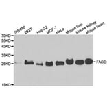 Western blot - FADD Antibody from Signalway Antibody (33065) - Antibodies.com