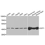 Western blot - GOT1 Antibody from Signalway Antibody (33068) - Antibodies.com