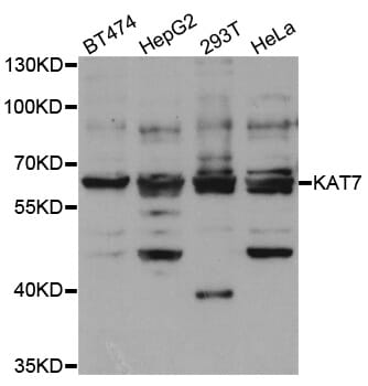 Western blot analysis of extracts of various cell lines, using KAT7 antibody.