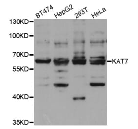 Western blot - KAT7 Antibody from Signalway Antibody (33069) - Antibodies.com