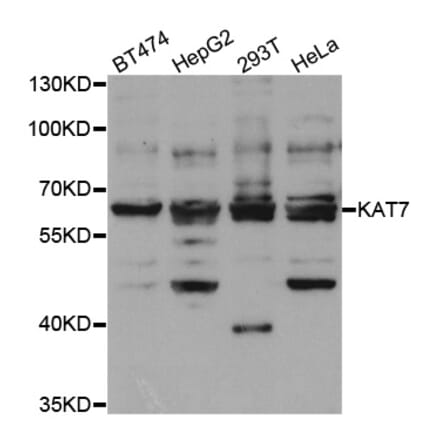 Western blot - KAT7 Antibody from Signalway Antibody (33069) - Antibodies.com