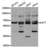 Western blot - KAT7 Antibody from Signalway Antibody (33069) - Antibodies.com
