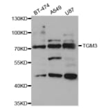 Western blot - TGM3 Antibody from Signalway Antibody (33094) - Antibodies.com