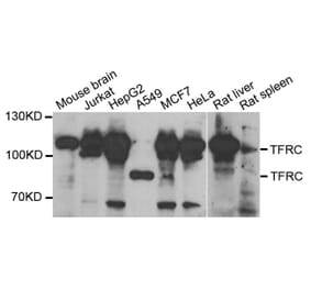 Western blot - TFRC Antibody from Signalway Antibody (33101) - Antibodies.com