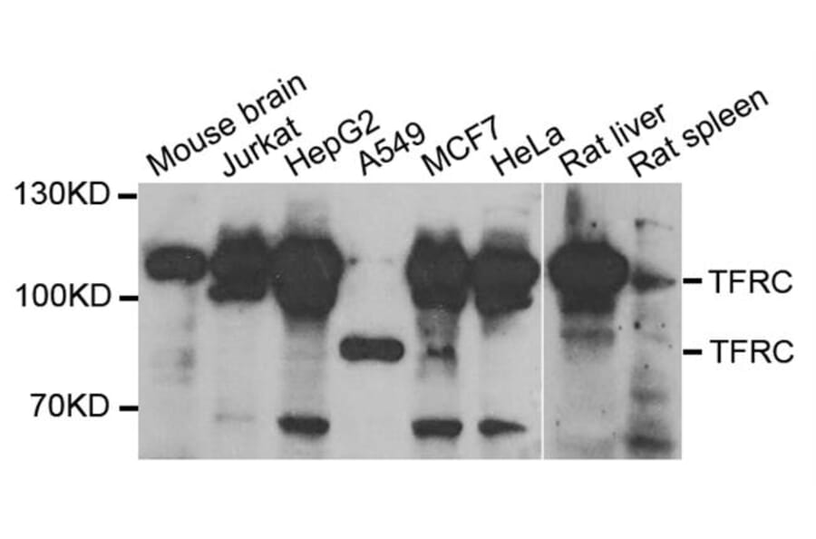Western blot - TFRC Antibody from Signalway Antibody (33101) - Antibodies.com