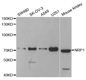 Western blot - NRP1 Antibody from Signalway Antibody (33113) - Antibodies.com