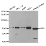 Western blot - NRP1 Antibody from Signalway Antibody (33113) - Antibodies.com