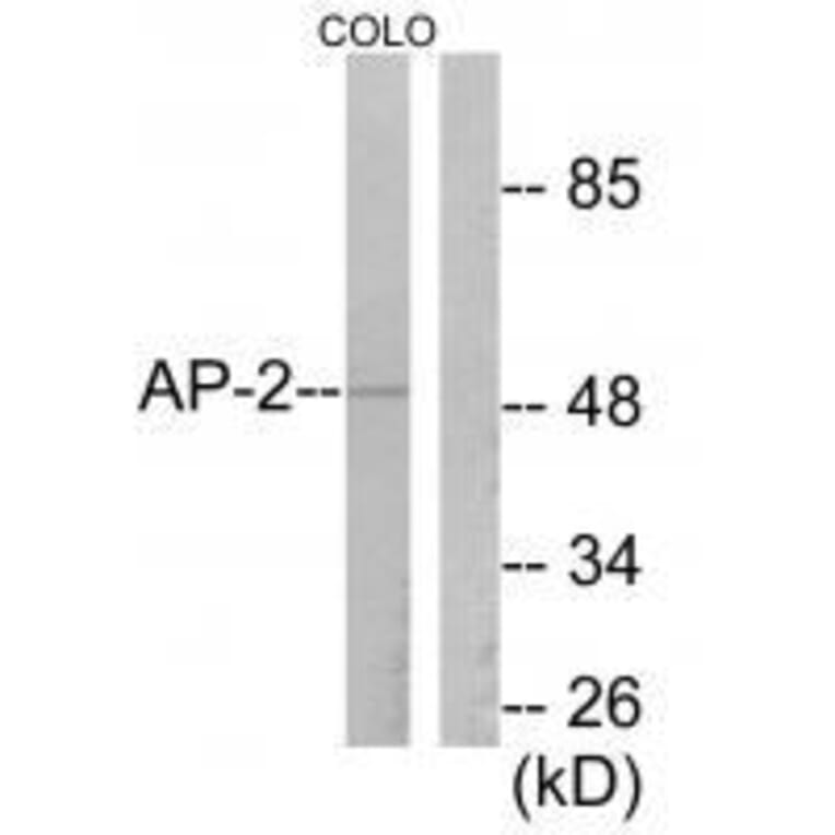 Western blot - AP-2 Antibody from Signalway Antibody (33323) - Antibodies.com