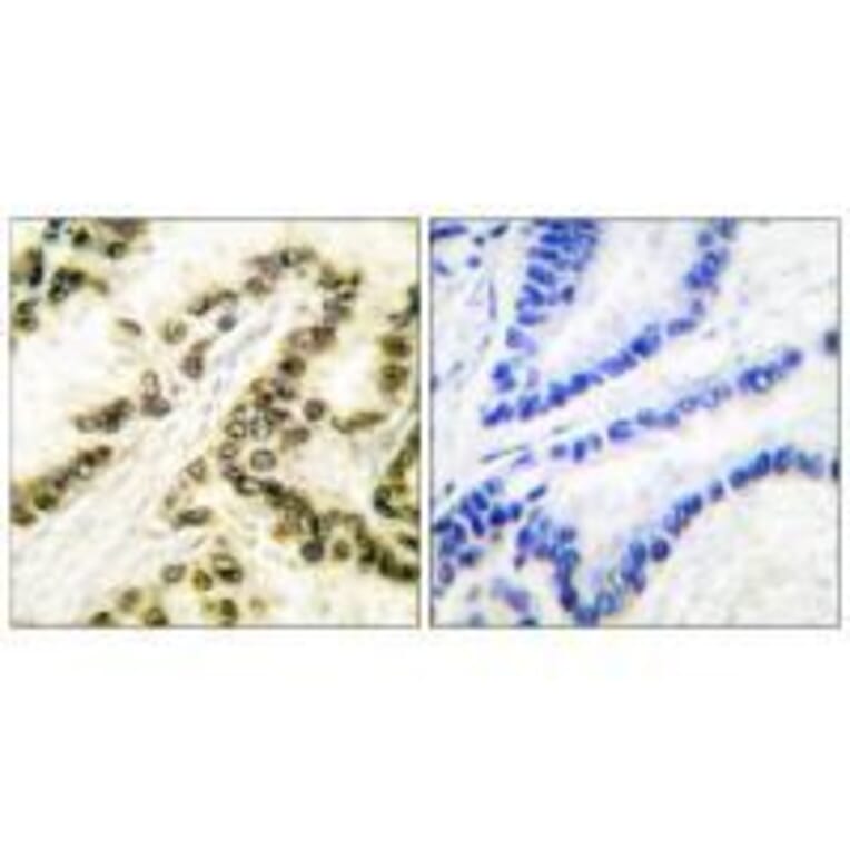 Immunohistochemistry - AP-2 Antibody from Signalway Antibody (33323) - Antibodies.com