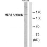 Western blot - HER3 Antibody from Signalway Antibody (33337) - Antibodies.com