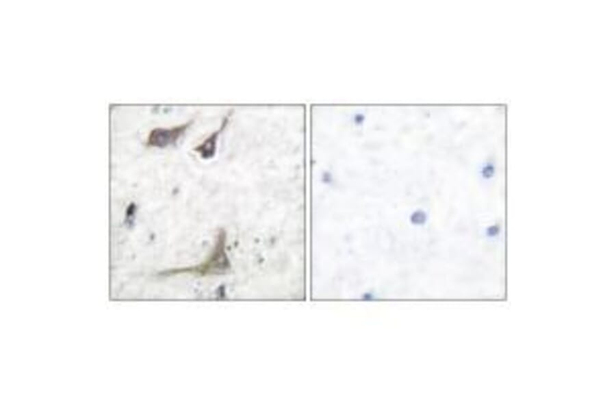 Immunohistochemistry - Cox1 Antibody from Signalway Antibody (33344) - Antibodies.com